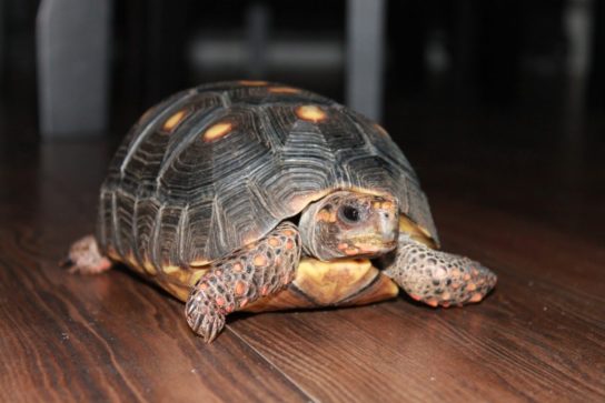 Сколько лет живут черепахи в домашних условиях