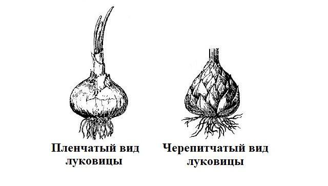 Примеры растений с луковицей. Пленчатая и Чешуйчатая луковицы. Чешуйчатая луковица лилии строение. Черепитчатая луковица. Луковицы черепитчатые луковицы.