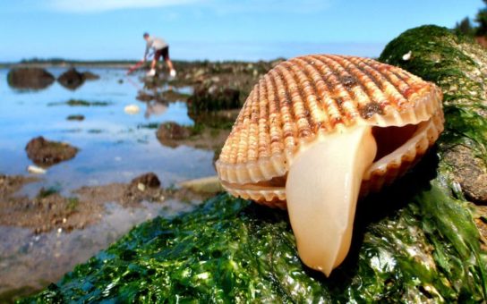 Роль моллюска в природе