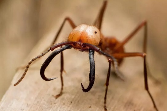 Образ жизни муравьев
