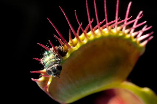 Какие виды насекомоядных растений бывают