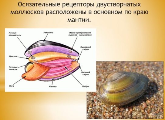 Осязательные рецепторы моллюсков