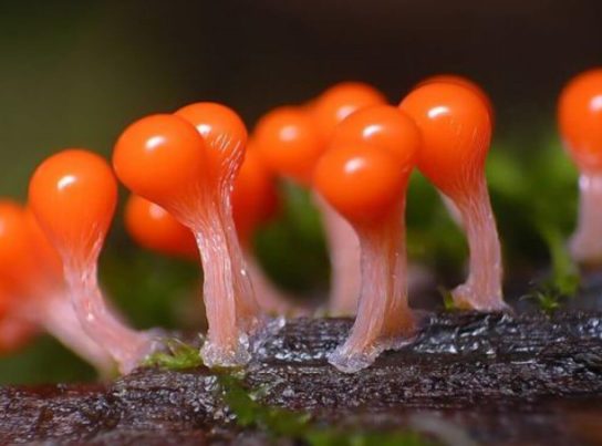 Фото плесневых грибов