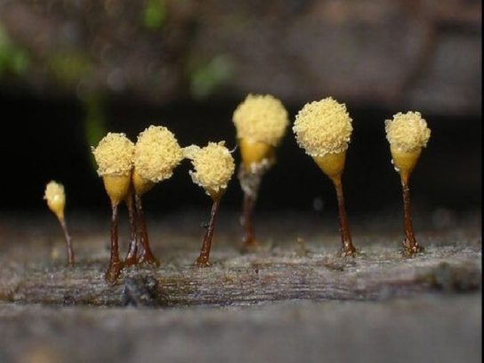 Из чего состоят плесневые грибы