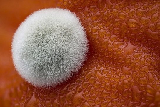 Как размножаются плесневые грибы