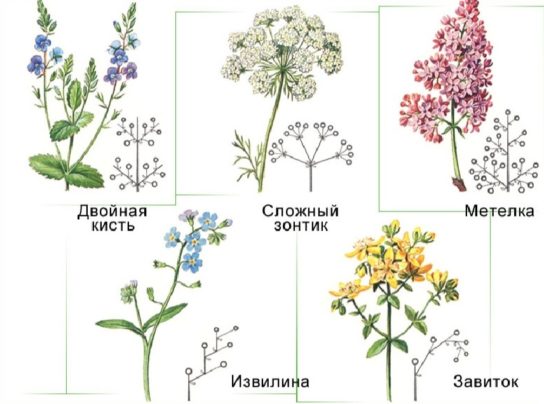 Основные типы простых соцветий