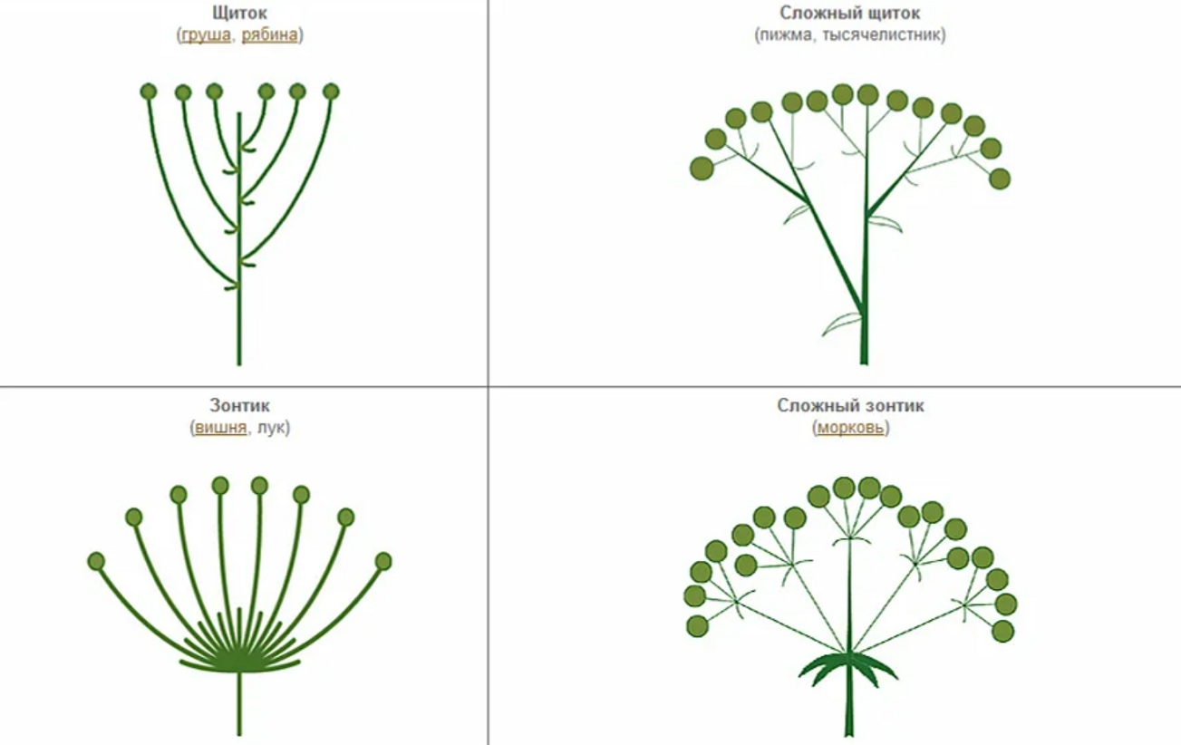 Соцветие щиток. Схема соцветия сложный щиток. Схема соцветия тысячелистника. Сложный щиток строение соцветия. Щитковидное соцветие схема.