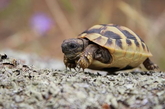 Сколько живут сухопутные черепахи вне воли