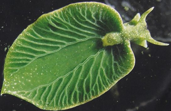 Фото зеленого морского слизня
