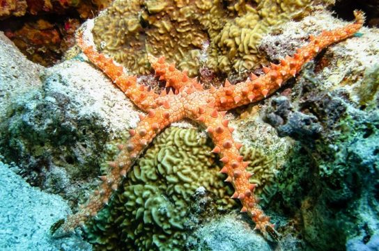 Типы морских звезд