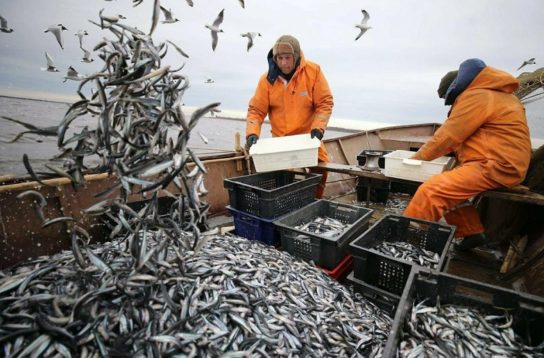 Ловля рыбы как источник пищи и доходов