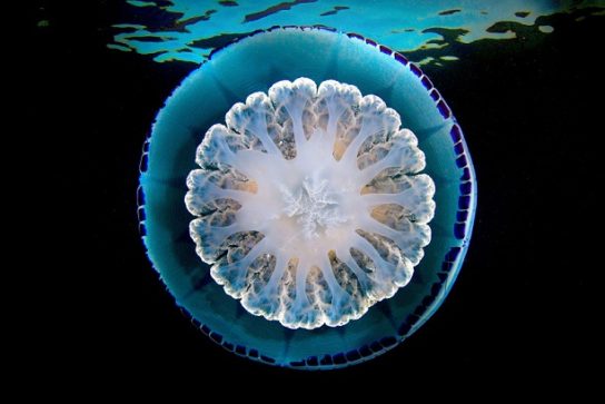 Опасны ли медузы