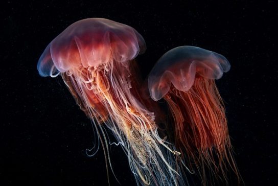 Размножение медузы