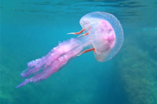 Где обитают медузы