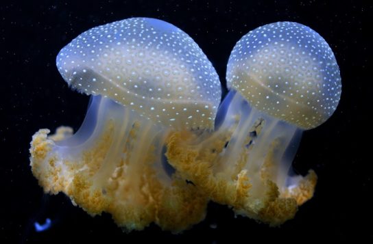 Какие бывают медузы