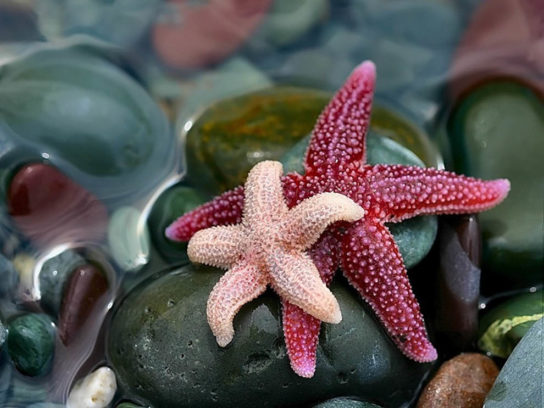 Размножение морских звезд