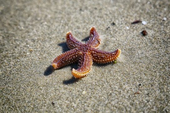 Вред от морских звезд