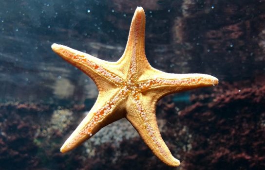 Как выглядит морская звезда