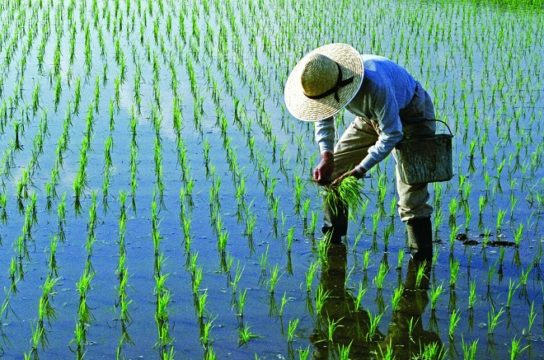 Как выращивается рис