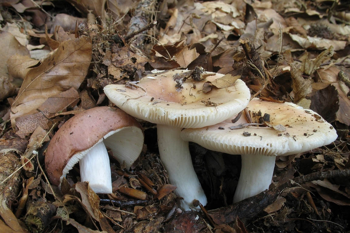 Сыроежка съедобная. Сыроежка съедобный гриб. Russula vesca – сыроежка пищевая. Сыроежка зеленая съедобная. Сыроежка Аметистовая.