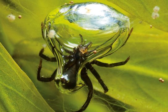 Опасный паук-серебрянка