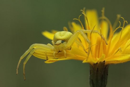 Размножение цветочного паука