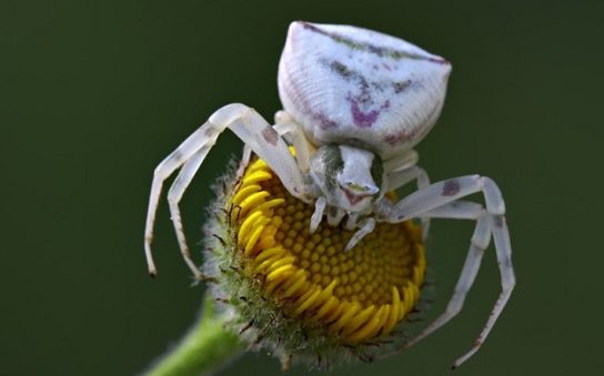 Ядовитый ли цветочный паук