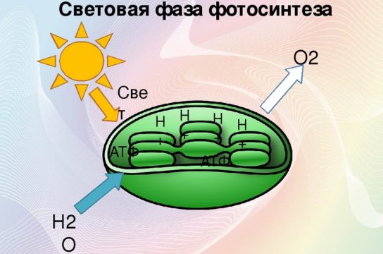 Как протекает процесс фотосинтеза