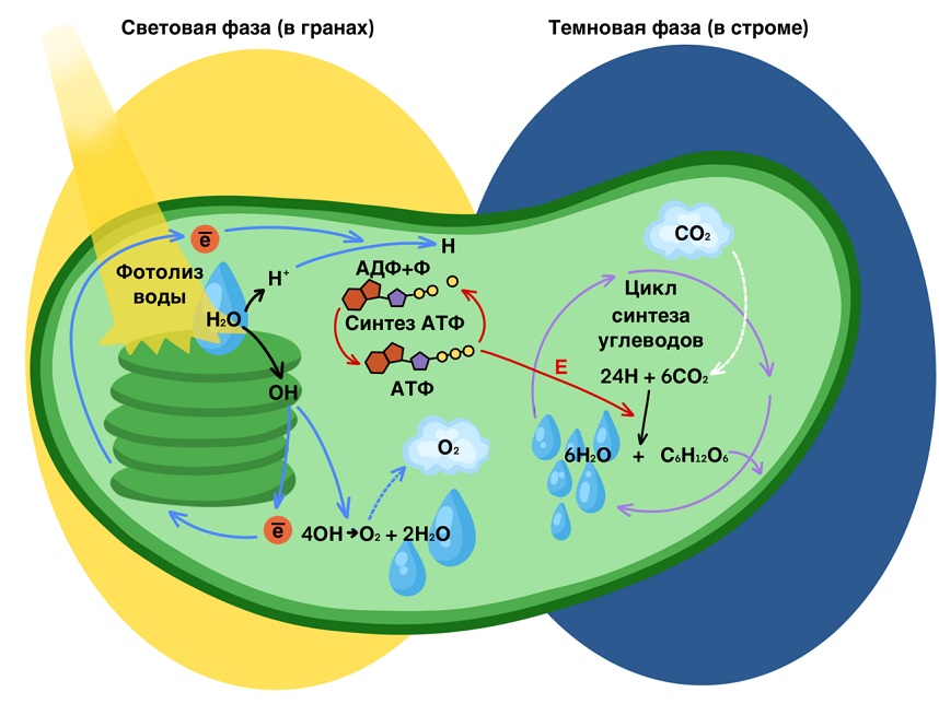 Фотосинтез темновая и световая фаза схема