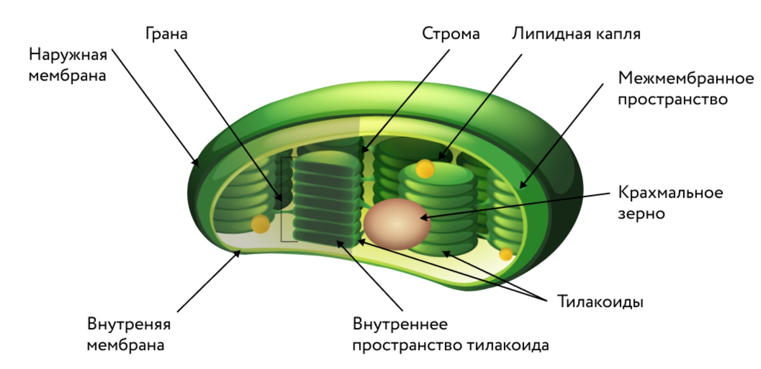 двумембранные органоиды раст клетки фото 37