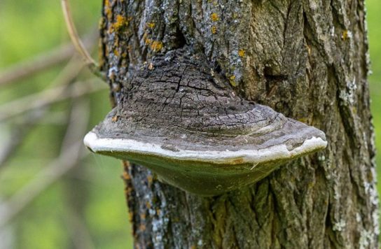 Виды грибов трутовиков