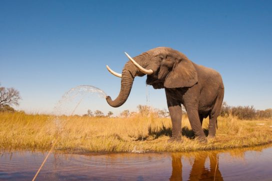 Животное африканский слон