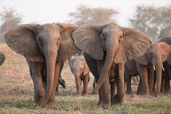 Какого размера африканский слон