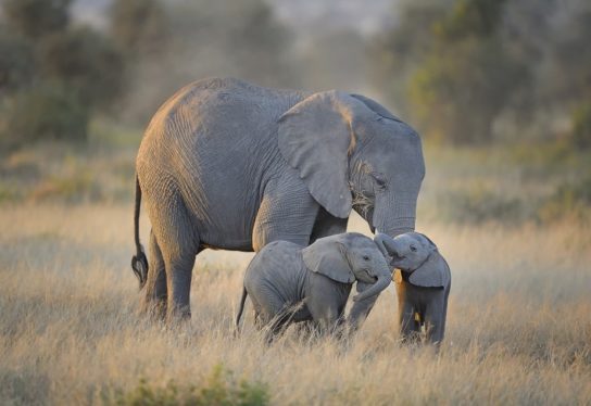 Как размножается слон африканский