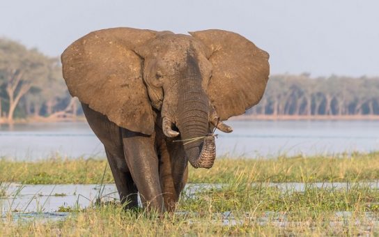 Сколько осталось африканских слонов