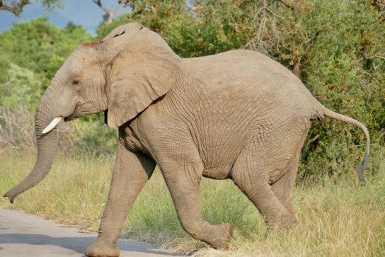 Фото африканского слона