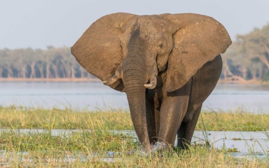 Где живет африканский слон
