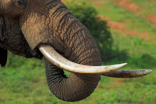Масса африканского слона