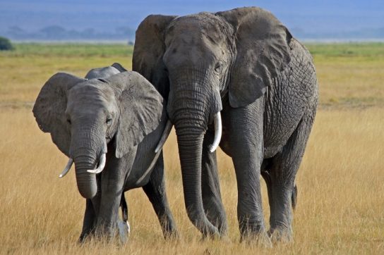 Чем питается африканский слон