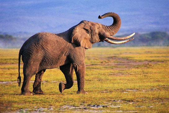 Интересные факты об африканском слоне