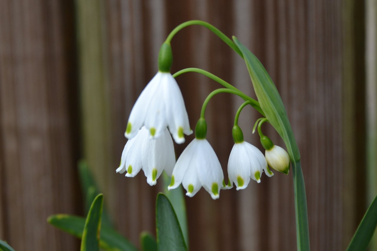 Белоцветник (Leucojum)