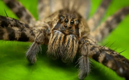 Фото бразильского странствующего паука