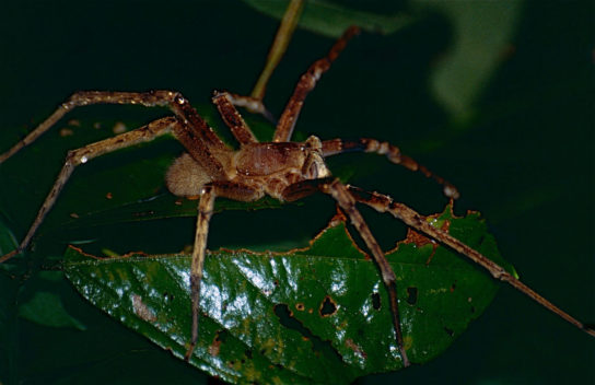Опасен ли бразильский странствующий паук