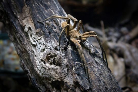 Последствия укуса бразильского странствующего паука