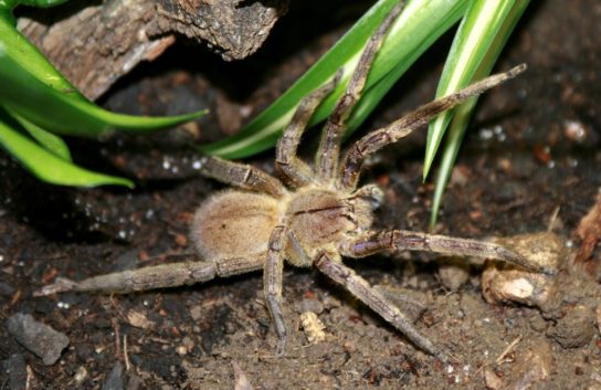 Факты о бразильском странствующем пауке