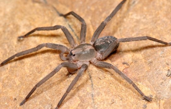 Чем опасен бразильский странствующий паук