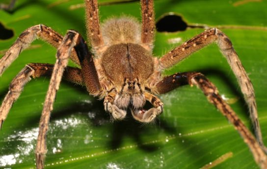Как выглядит бразильский странствующий паук