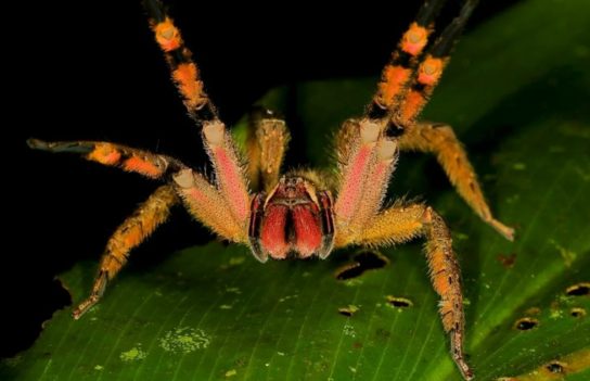 Где обитает бразильский странствующий паук