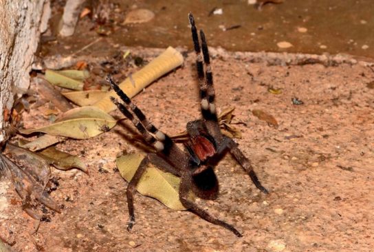 Чем питается бразильский странствующий паук