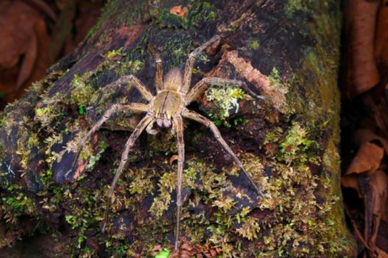 Размножение бразильского странствующего паука